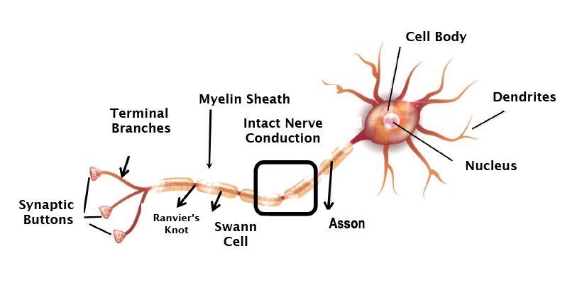 A diagram of a nerve cell

Description automatically generated