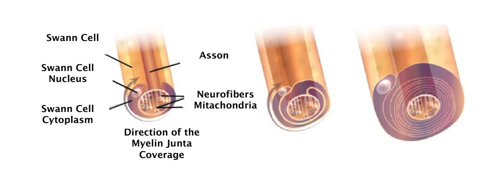 A diagram of a cross section of a copper tube

Description automatically generated