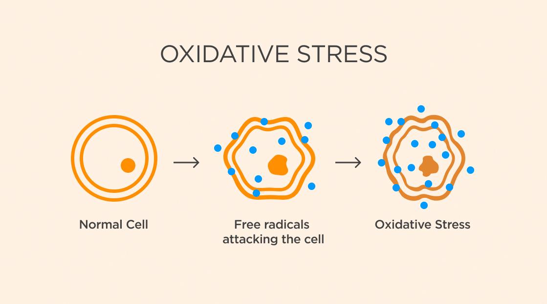 A diagram of oxidative stress

Description automatically generated